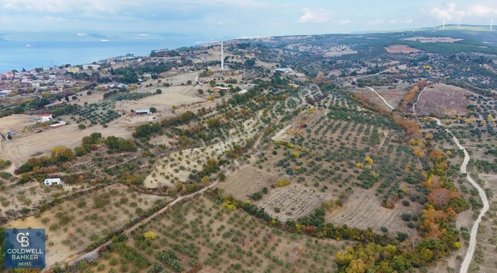 Çanakkale İntepede Yatırıma Uygun 27 Dönüm Zeytinlik !