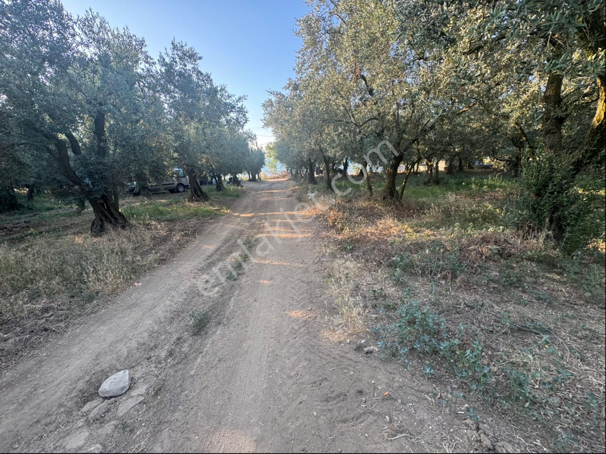 Dutlucada Satılık Zeytinlik - Görsel 27