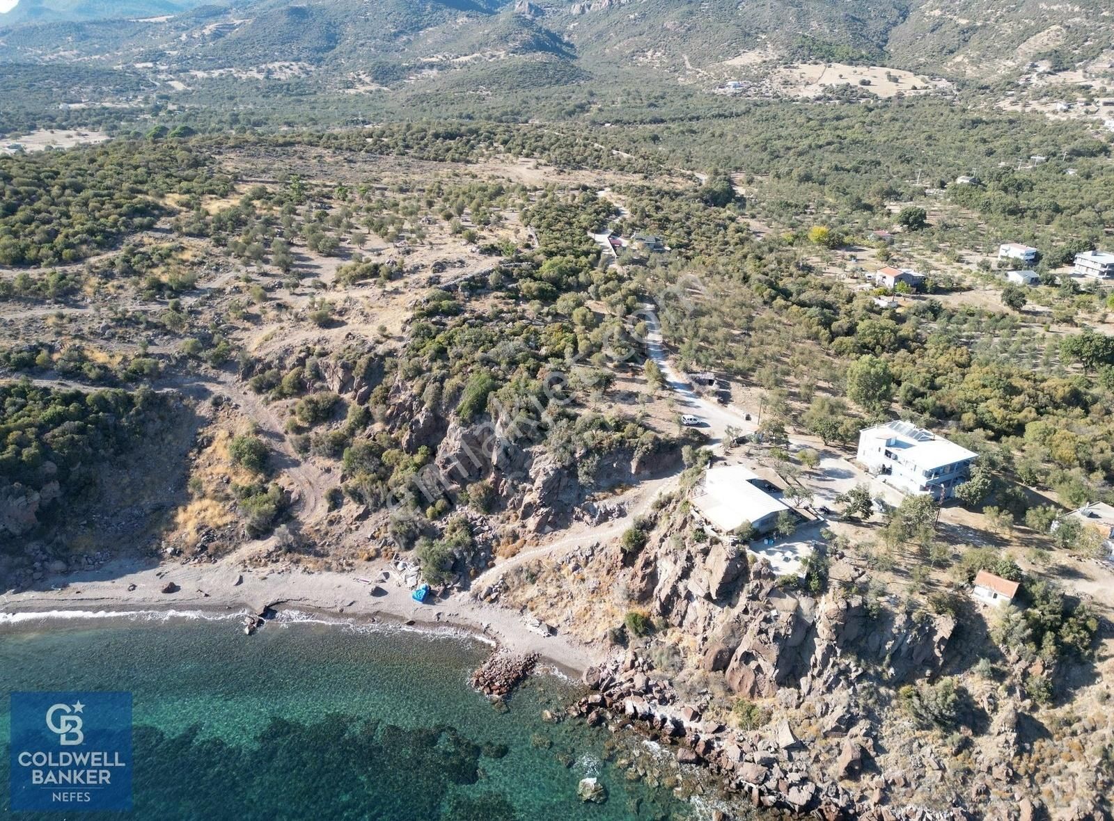 Ayvacık Sokakağzı Mevkii'nde Denize Sıfır 7930 M2 Zeytinlik