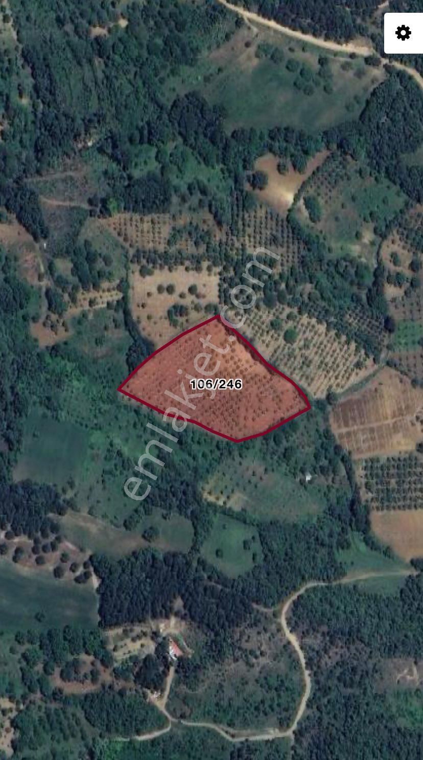 Roma ‘dan Sarıpınar ‘da Satılık Şeftali Bahçesi