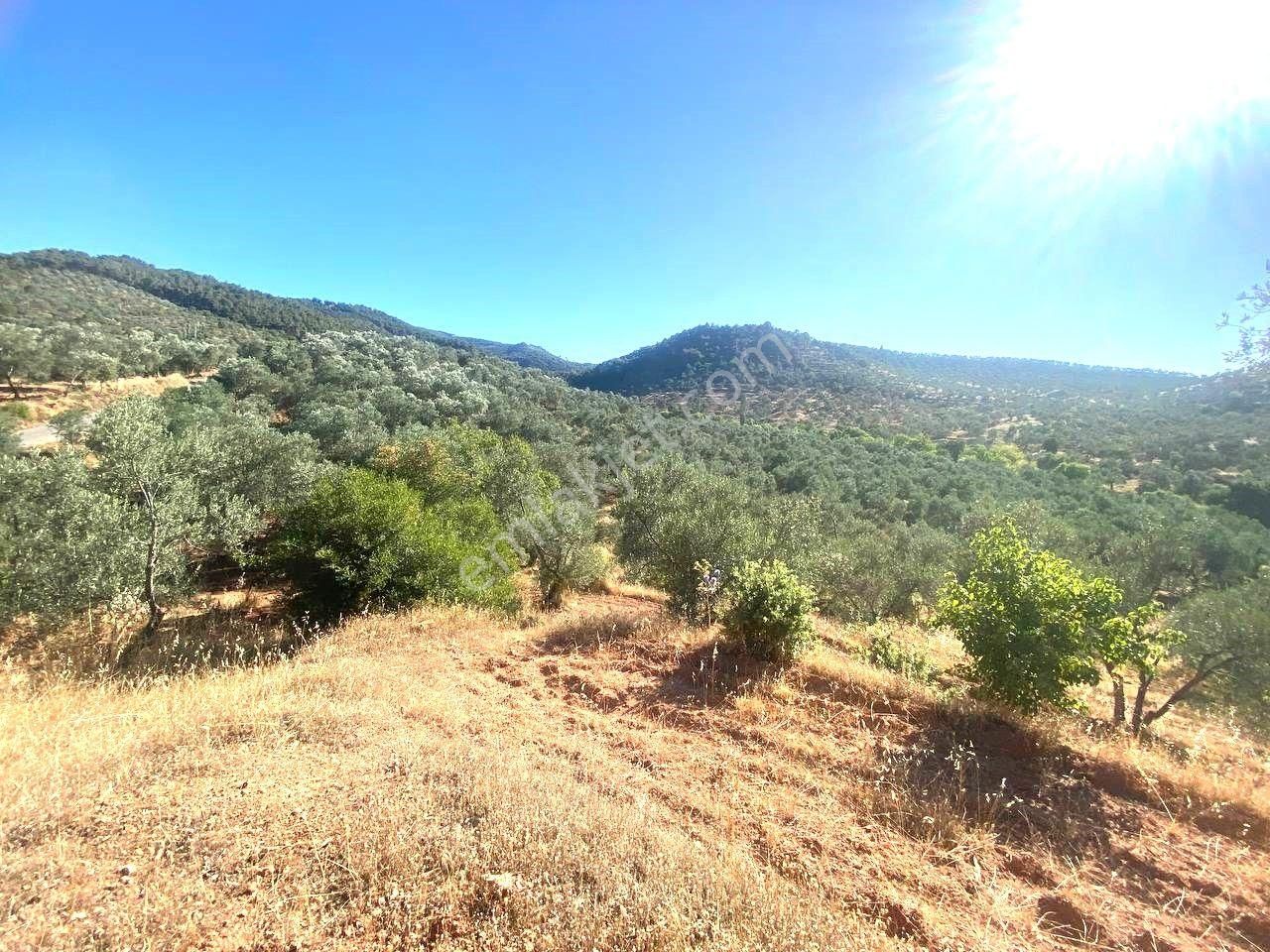 🔴🔴 Aktif'tenkuyumcuda Verimli Ağaçları Olan 8350 M2 Yatırımlığa Uygun Satılık Zeytinlik 🔴🔴