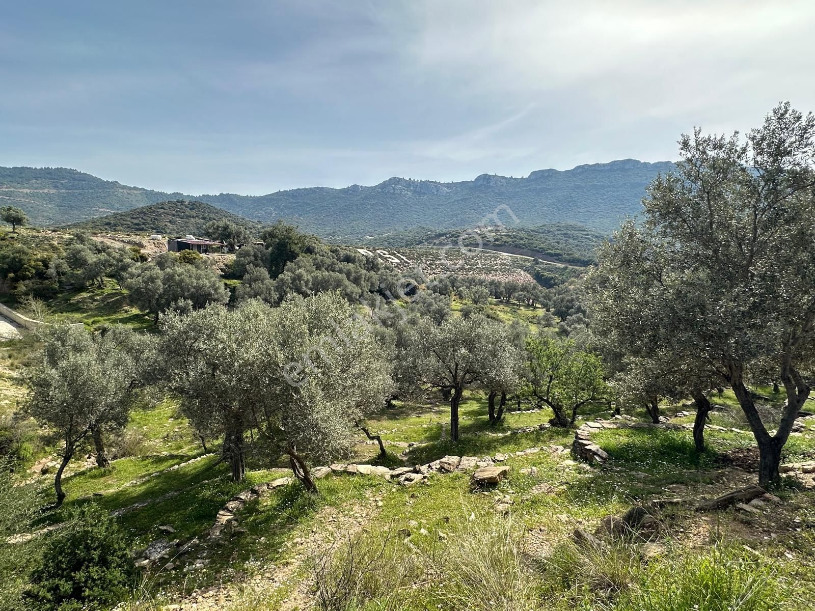 İzmir Menderes Özderede Satılık 12177 M2 Zeytin Ağaçlı Tarla