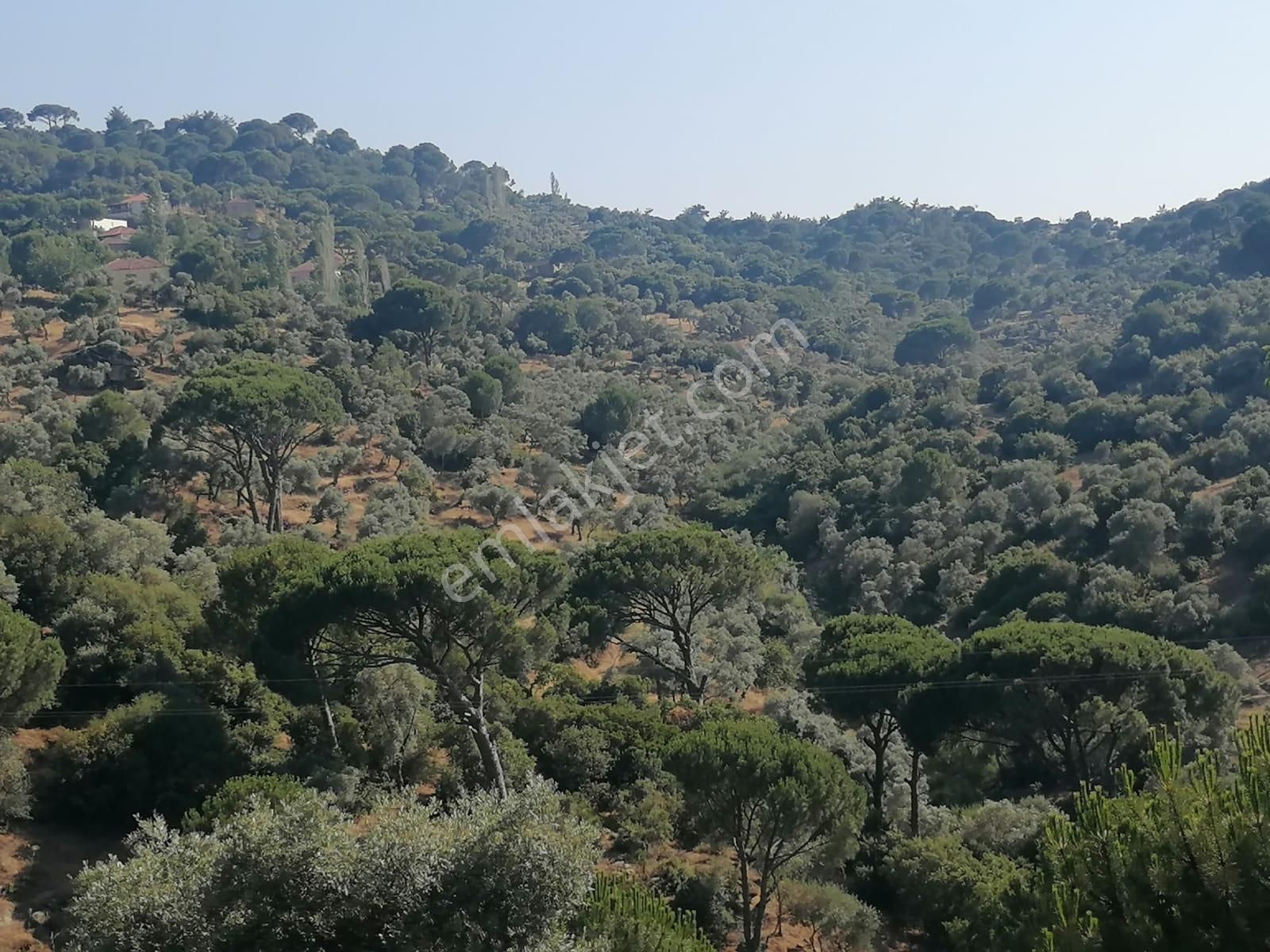 Aslanyaylası Köyü Sökede Satılık Zeytinlik - Görsel 9