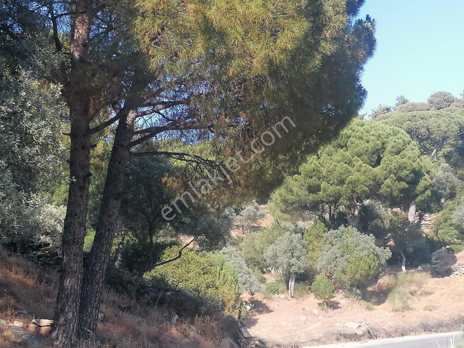 Aslanyaylası Köyü Sökede Satılık Zeytinlik - Görsel 19