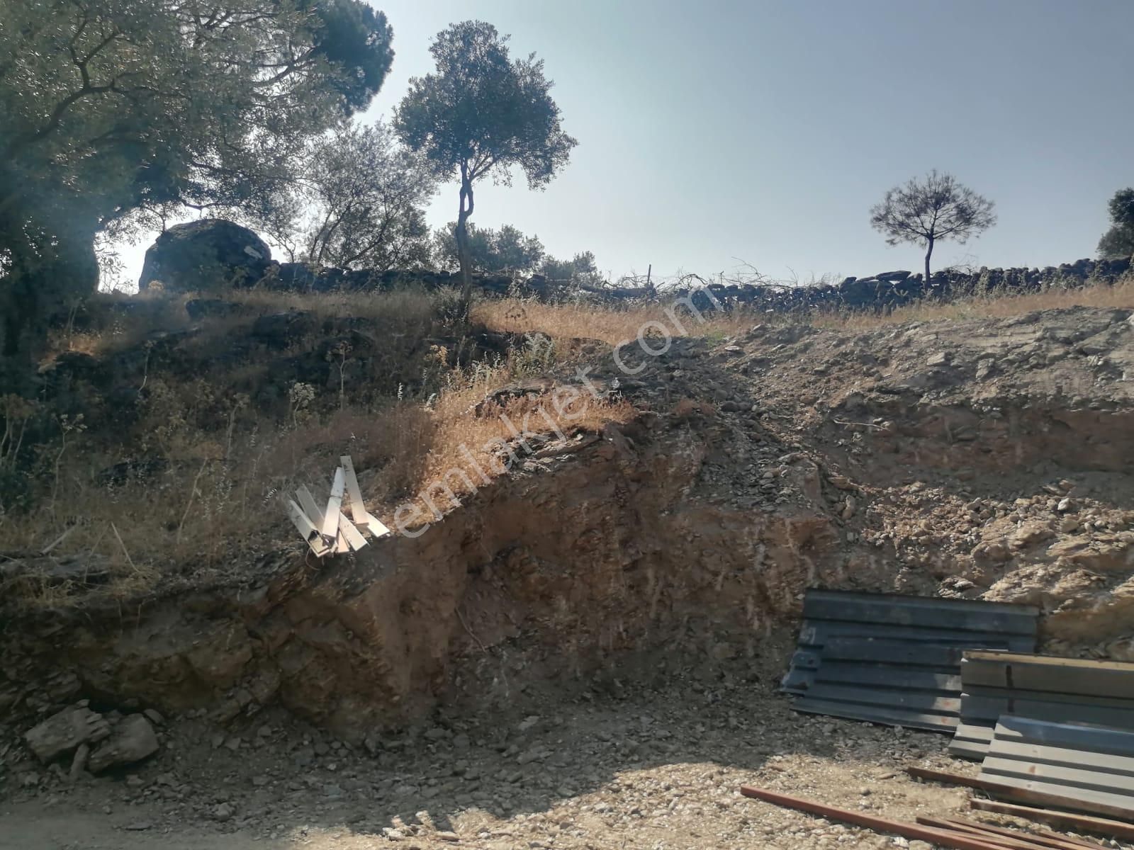 Aslanyaylası Köyü Sökede Satılık Zeytinlik - Görsel 23