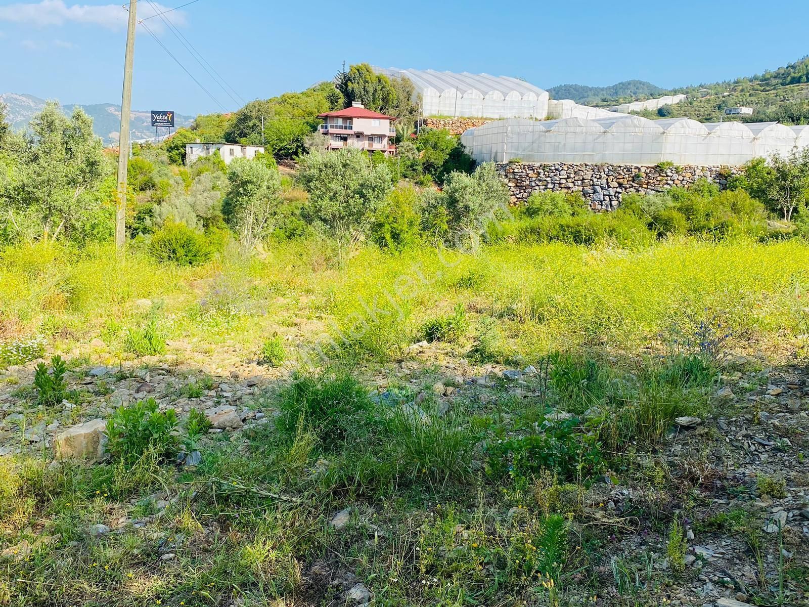 Alanya Uğrakta Satılık Karayoluna 100m. 1603m2 Zeytinlik