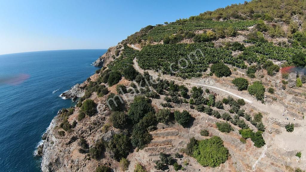 Gazipaşa Koruda Deniyüzü Mevkii 3266m2 Satılık Tarla