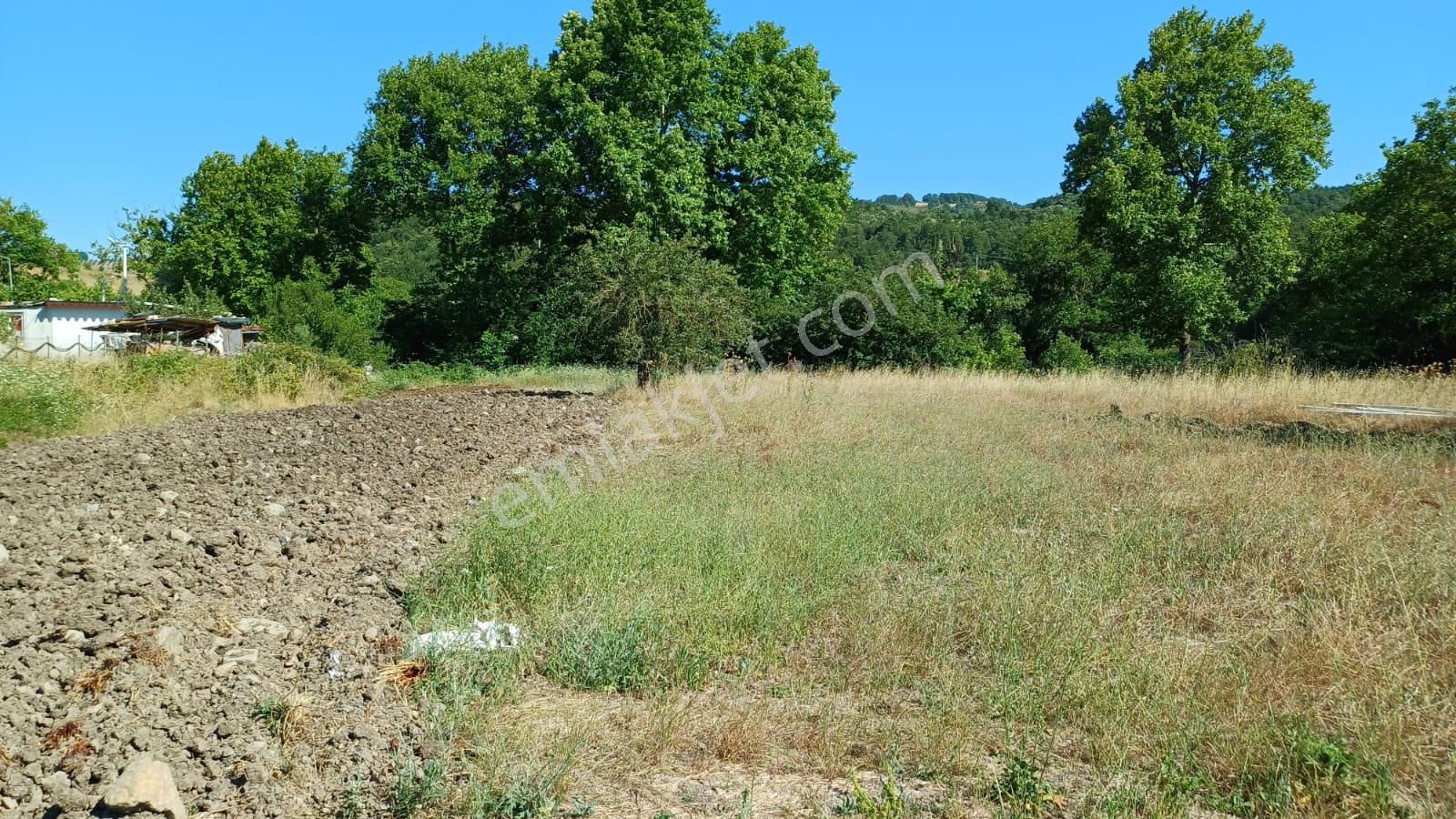 Kocaeli Karamürsel Çamdibi Satılık 2293 M2 Tarla
