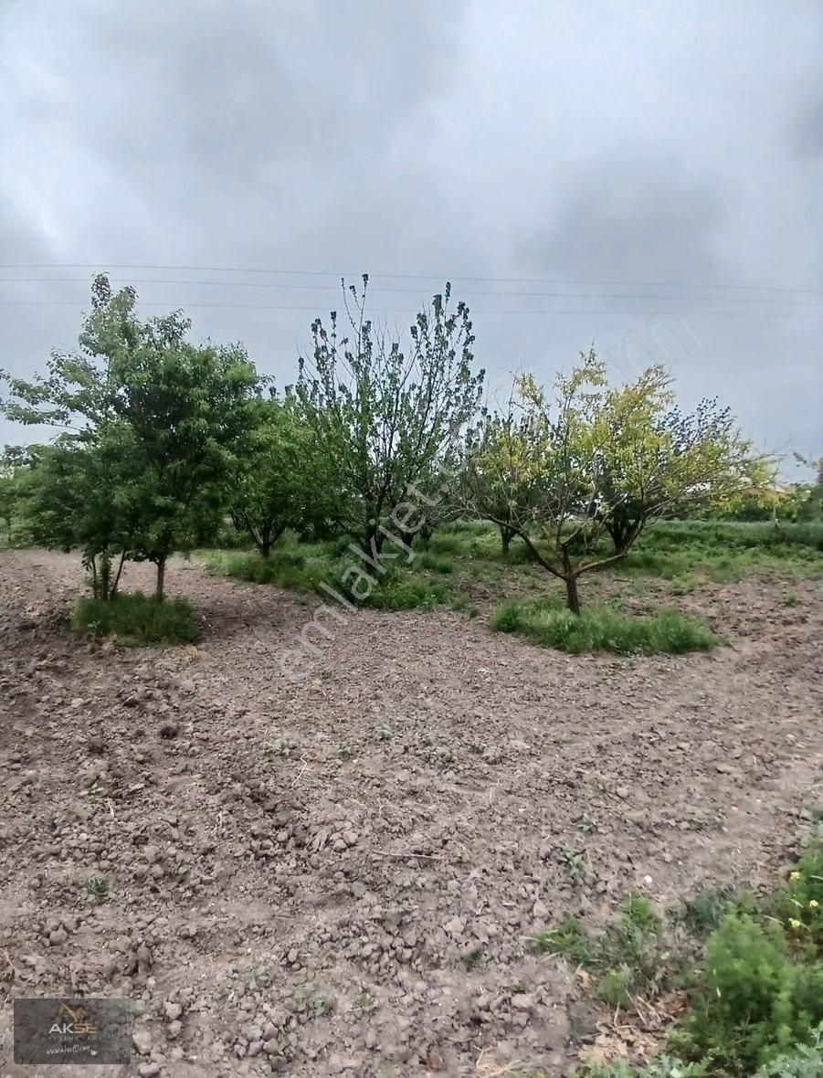 Balıkesir Merkez Atköy Mahallesinde Satılık Meyva Bahçesi Tarla