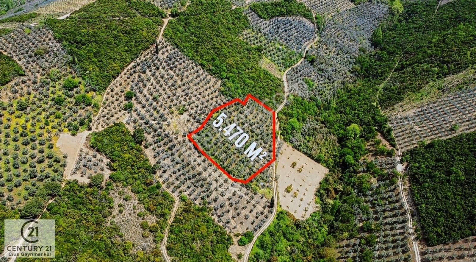 C21 Cius; Resmi Yola Cephe 5.470 M2 Doğayla İç İçe Zeytinlik