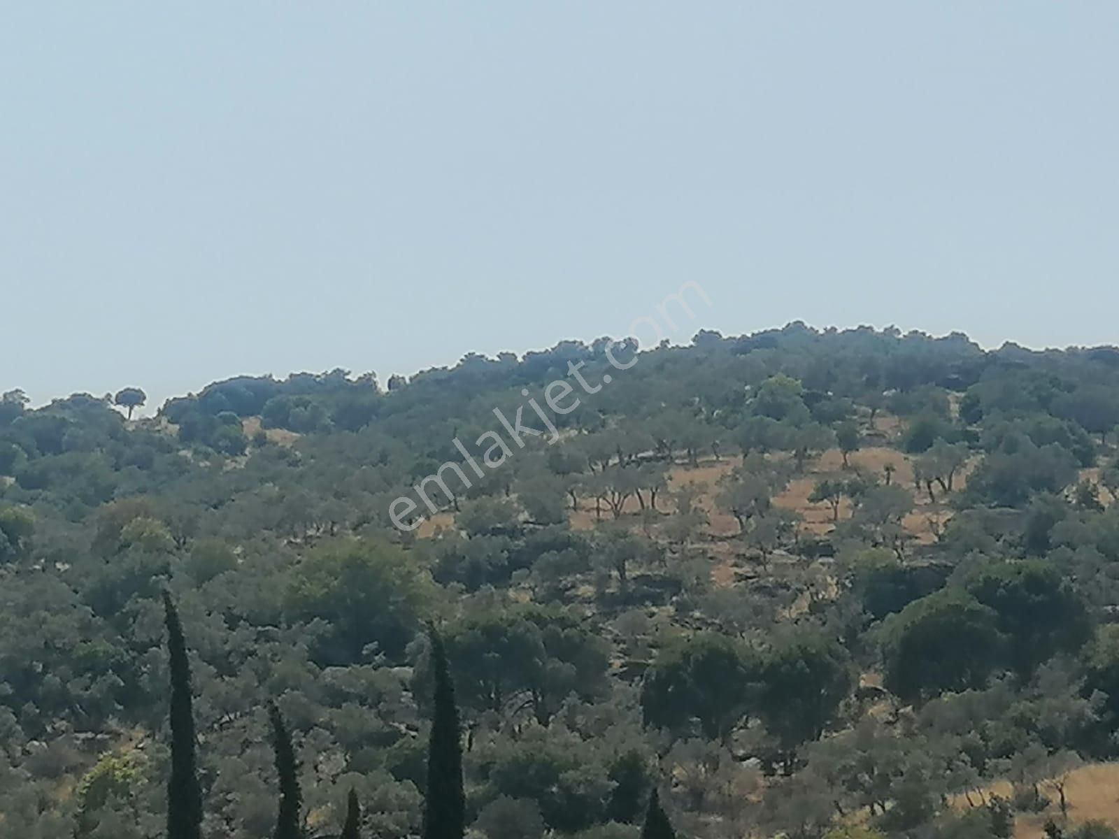Bağ/yeniköy Sökede Satılık Zeytinlik - Görsel 2