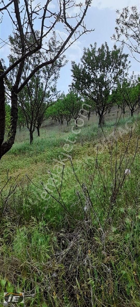 İklim Emlaktan Burdur Gölhisar Yeşildere Köyünde Satılık Tarla