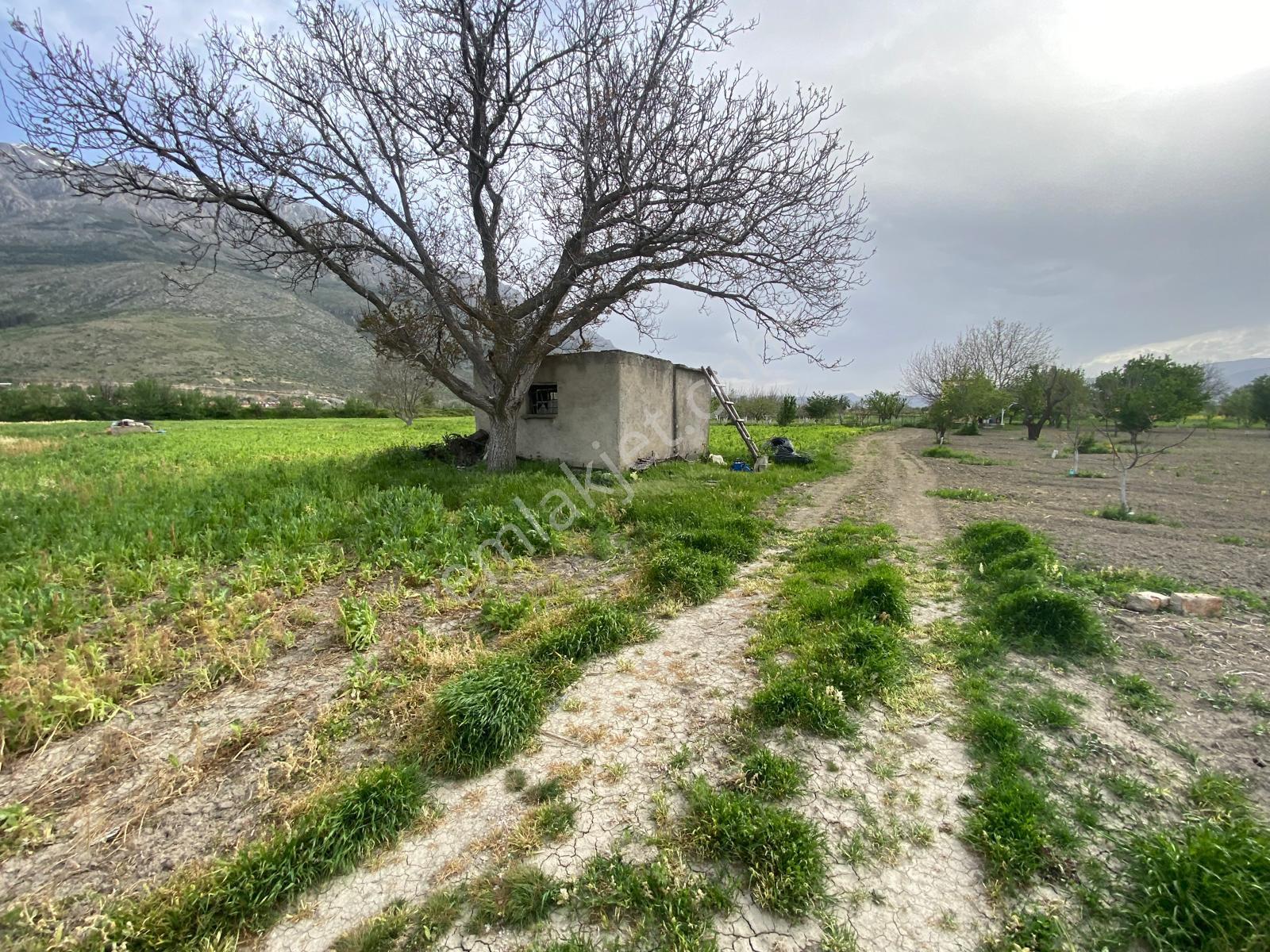Isparta Senirkent Merkezine Çok Yakın Verimli Satılık Tarla - Görsel 8