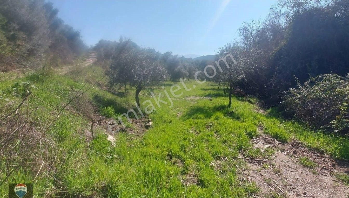 İzmır Selçuk’ta Doğayla İç İçe, Tek Tapulu 1 Dönüm Zeytınlık - Görsel 3