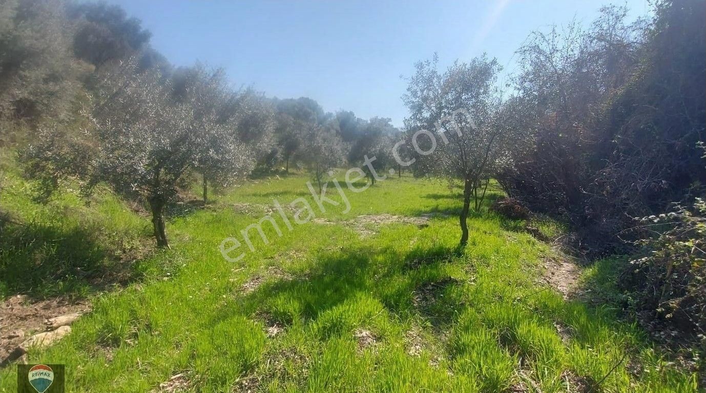İzmır Selçuk’ta Doğayla İç İçe, Tek Tapulu 1 Dönüm Zeytınlık - Görsel 4