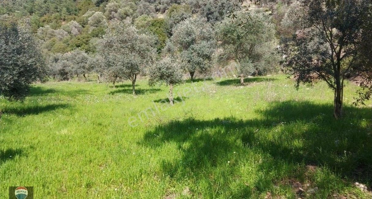 İzmır Selçuk’ta Doğayla İç İçe, Tek Tapulu 1 Dönüm Zeytınlık