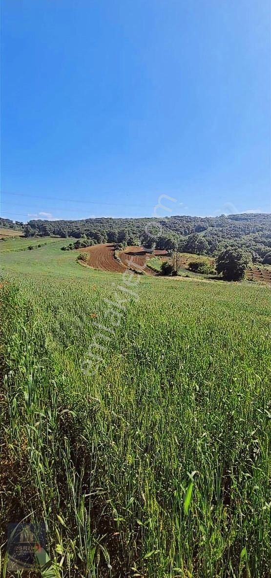 Kandıra Selimköy 6.219 M2 Resmi Yollu Satılık Arazi - Görsel 2