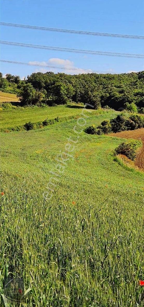 Kandıra Selimköy 6.219 M2 Resmi Yollu Satılık Arazi - Görsel 3