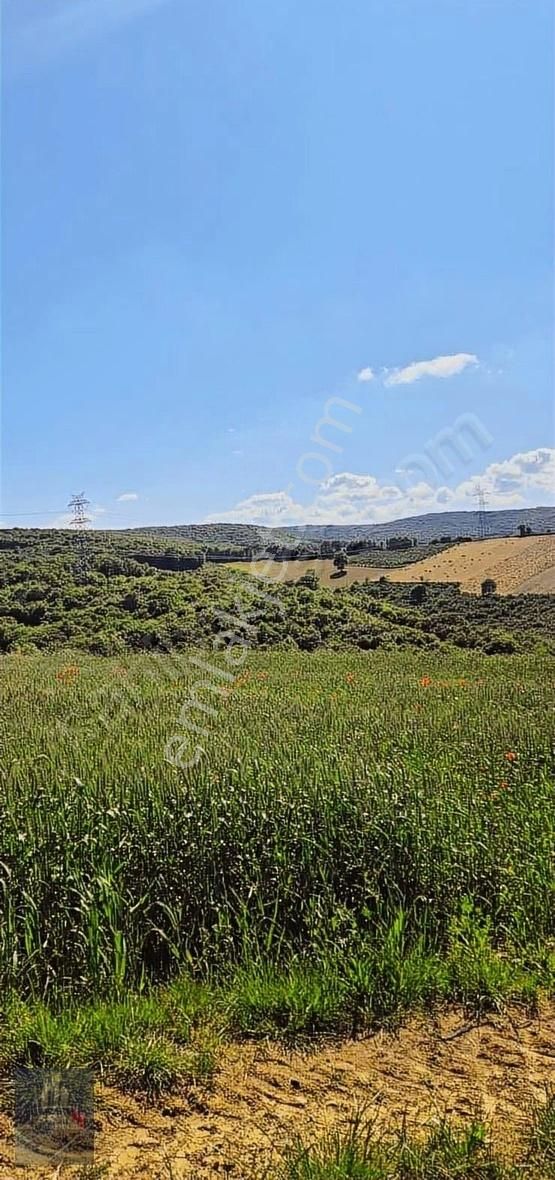 Kandıra Selimköy 6.219 M2 Resmi Yollu Satılık Arazi - Görsel 6