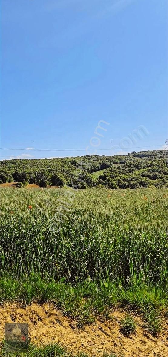 Kandıra Selimköy 6.219 M2 Resmi Yollu Satılık Arazi - Görsel 11