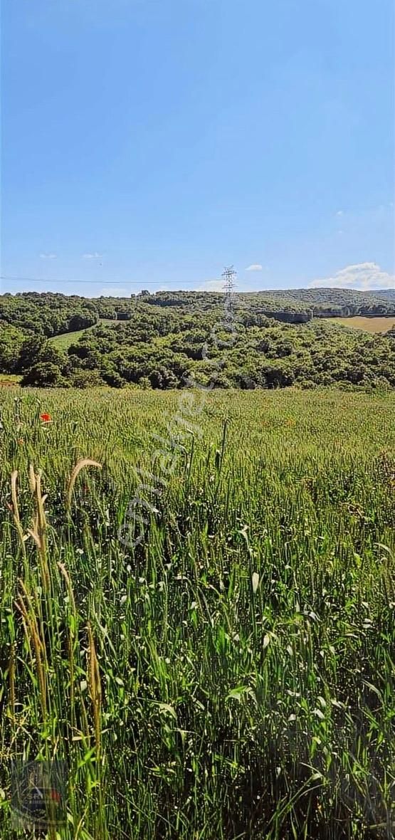 Kandıra Selimköy 6.219 M2 Resmi Yollu Satılık Arazi - Görsel 5