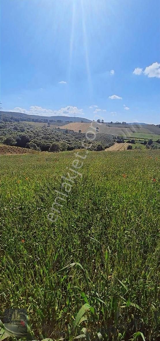 Kandıra Selimköy 6.219 M2 Resmi Yollu Satılık Arazi - Görsel 10