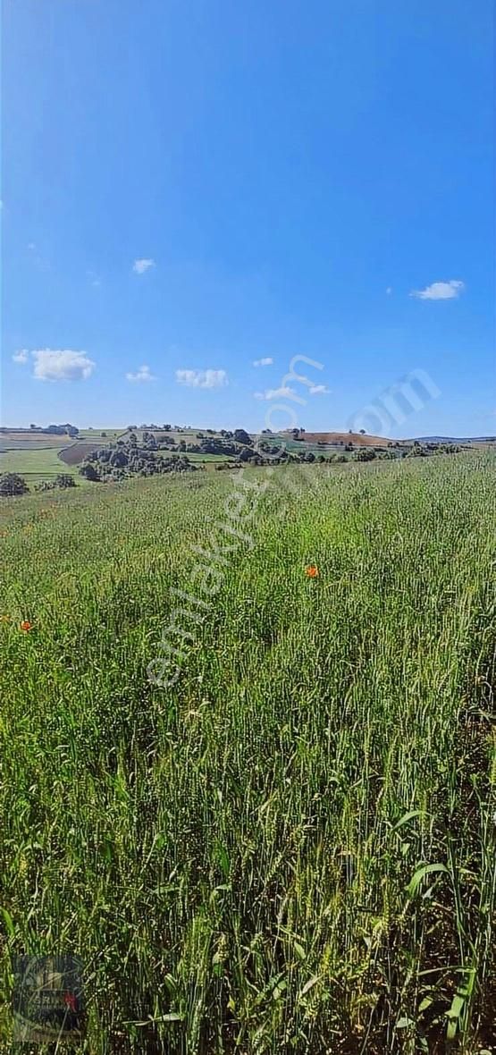 Kandıra Selimköy 6.219 M2 Resmi Yollu Satılık Arazi - Görsel 14