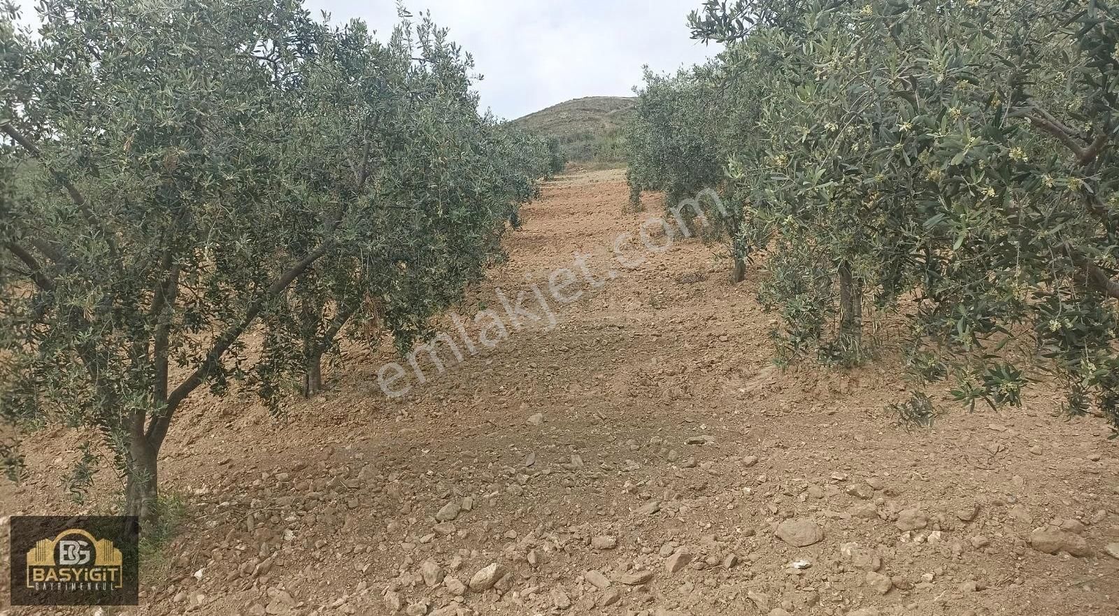 Seğirdim Mh. Akhisar Mrkz. 6 Km Mesafede 9.337 M² Satılık Zytnlk