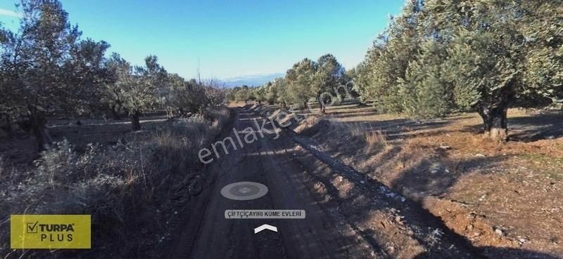 Aliağa Samurlu Çiftçiçayırı Satılık Zeytinli Tarla 246,25 M2