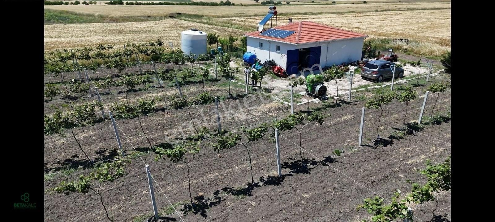 Biga Yeniçiftlikte Kadastral Yola Cephe Satılık Kivi Bahçeleri