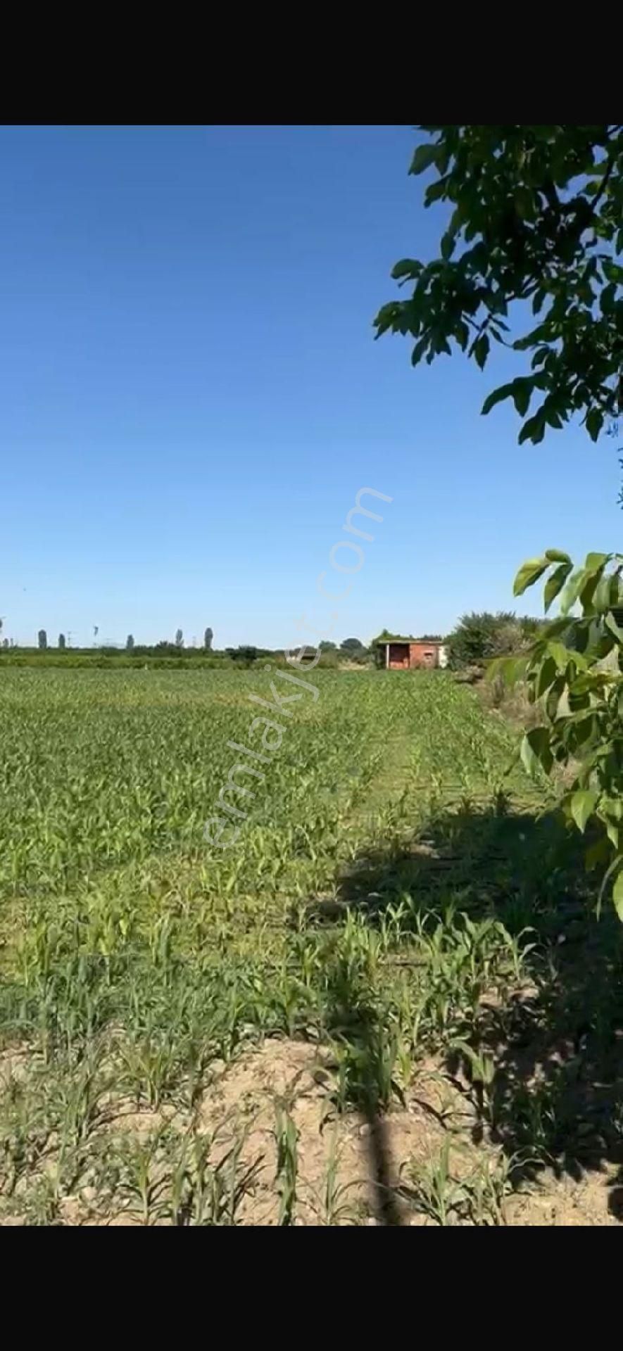 Turgutlu Avşar Mh Satılık Tarla 3.700. M2