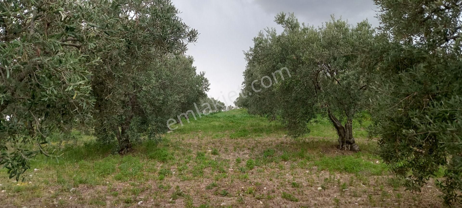 Yeni Yapılacak Akhisar Organize Sanayiye Yakın 3.000 M2 Zeytinlikler - Görsel 11