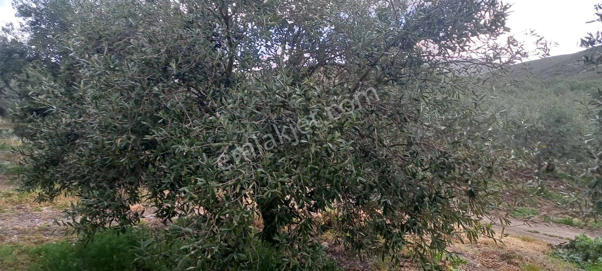 Yeni Yapılacak Akhisar Organize Sanayiye Yakın 3.000 M2 Zeytinlikler - Görsel 2