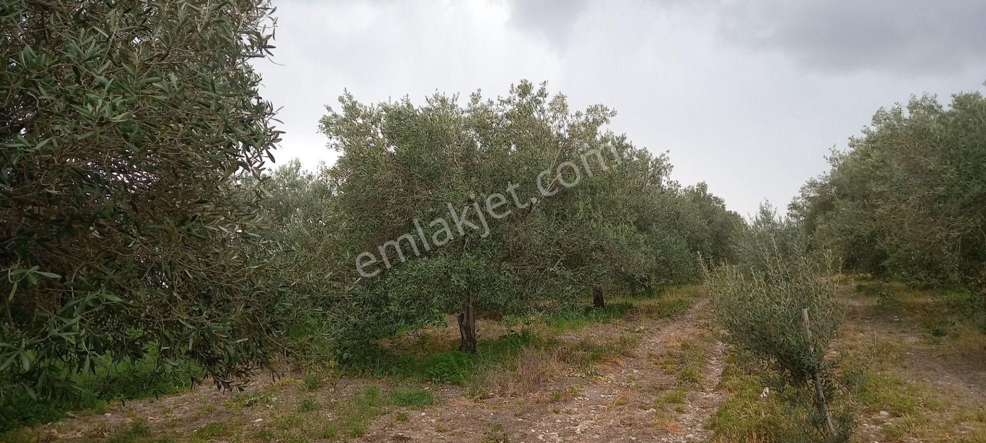 Yeni Yapılacak Akhisar Organize Sanayiye Yakın 3.000 M2 Zeytinlikler - Görsel 6