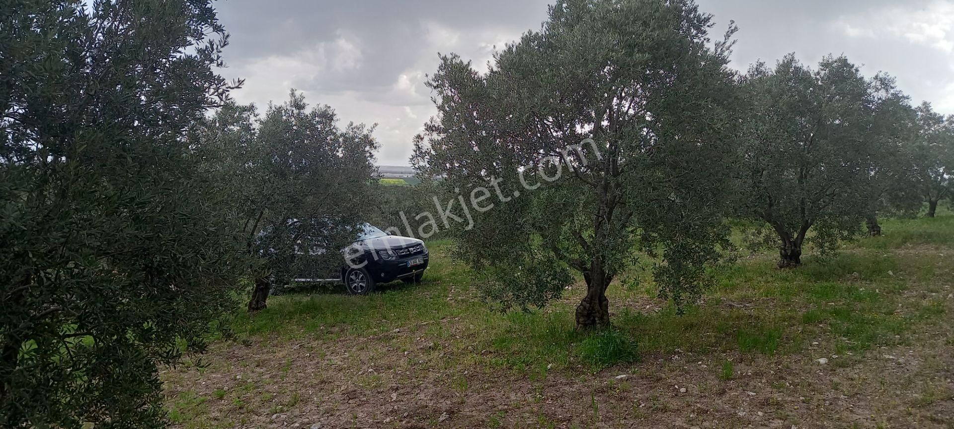 Yeni Yapılacak Akhisar Organize Sanayiye Yakın 3.000 M2 Zeytinlikler - Görsel 10