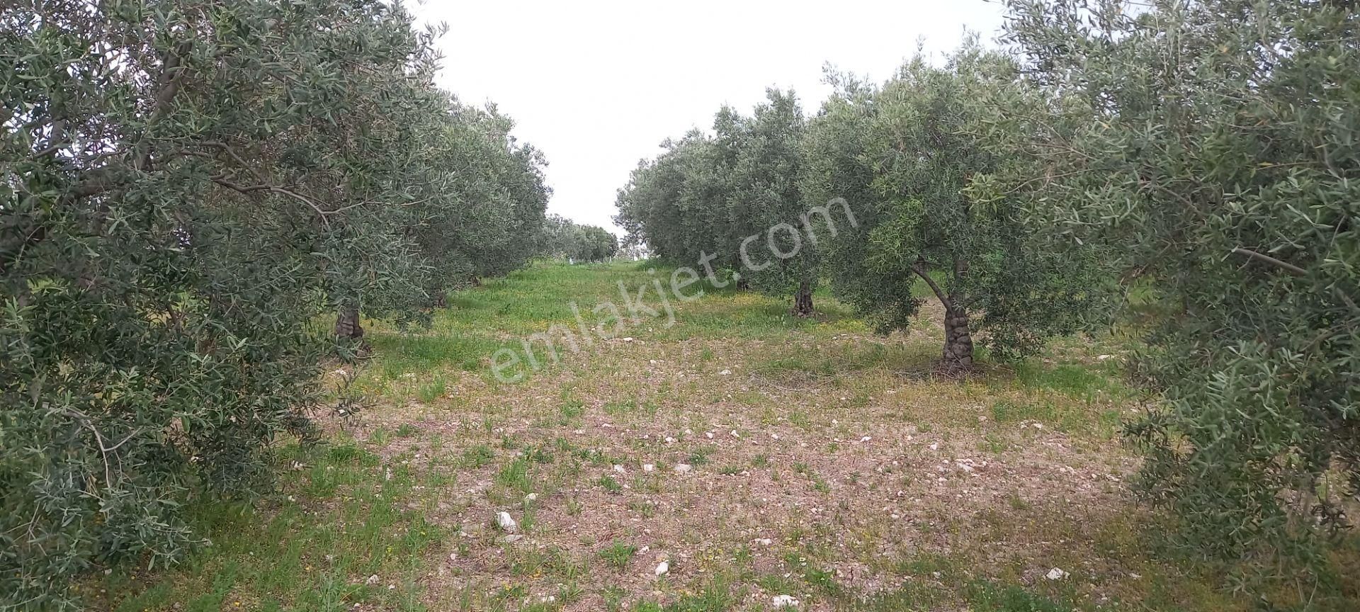 Yeni Yapılacak Akhisar Organize Sanayiye Yakın 3.000 M2 Zeytinlikler - Görsel 15
