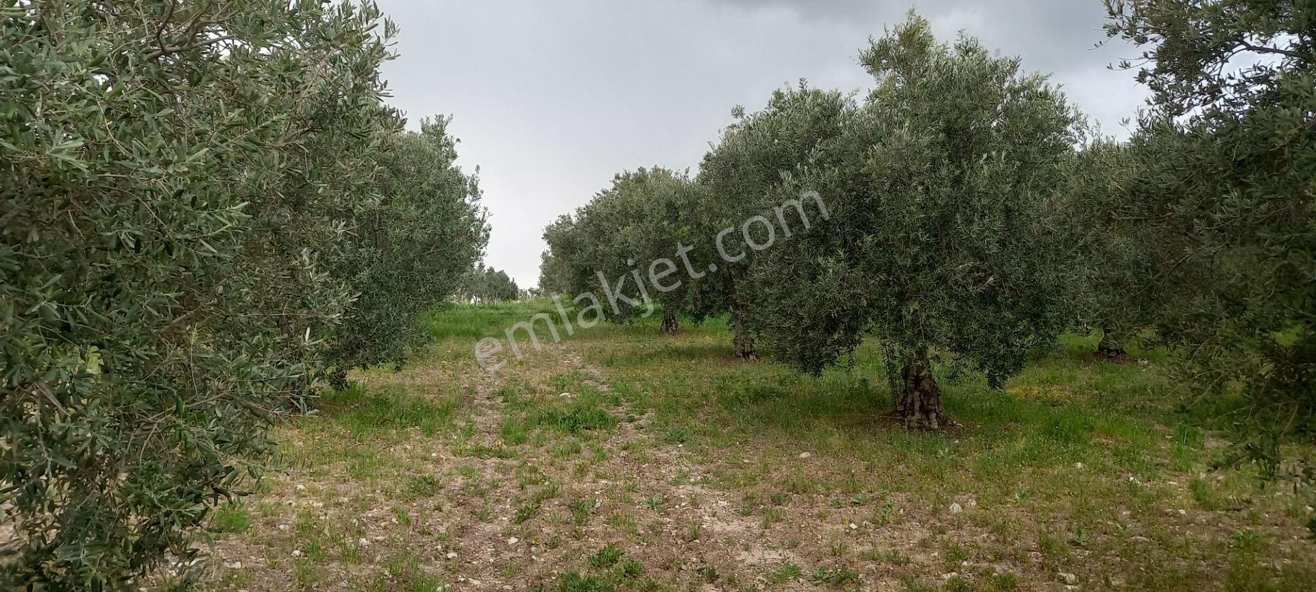 Yeni Yapılacak Akhisar Organize Sanayiye Yakın 3.000 M2 Zeytinlikler - Görsel 14