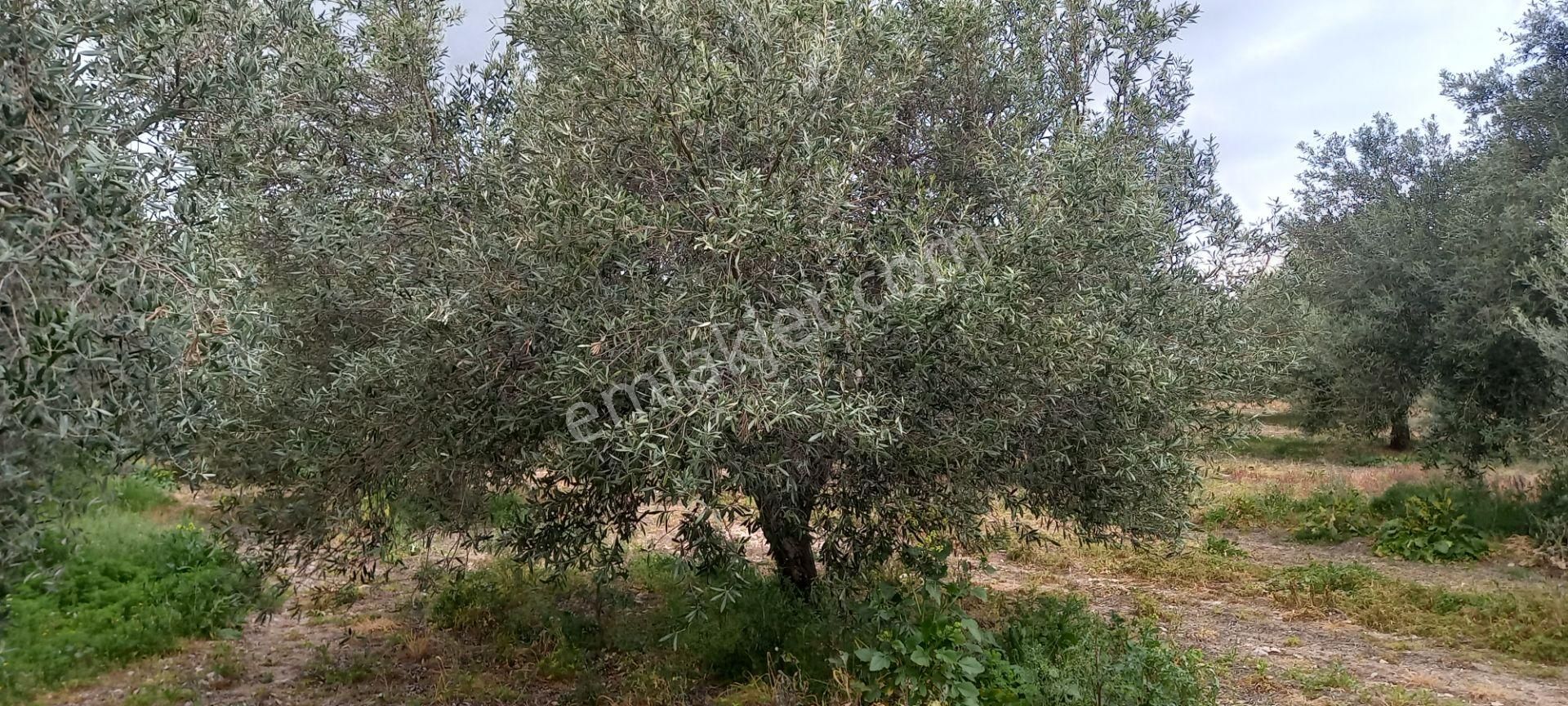 Yeni Yapılacak Akhisar Organize Sanayiye Yakın 3.000 M2 Zeytinlikler - Görsel 3