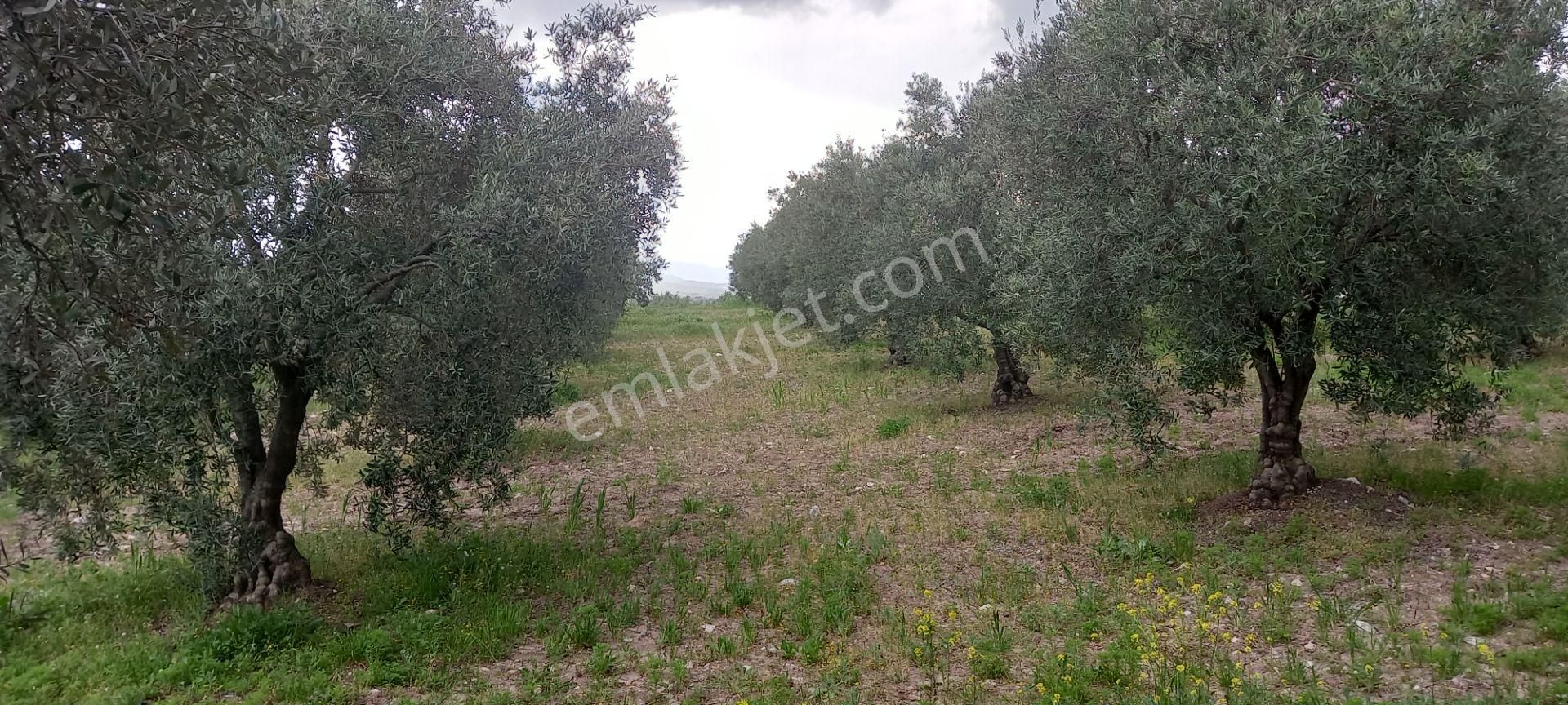 Yeni Yapılacak Akhisar Organize Sanayiye Yakın 3.000 M2 Zeytinlikler - Görsel 4