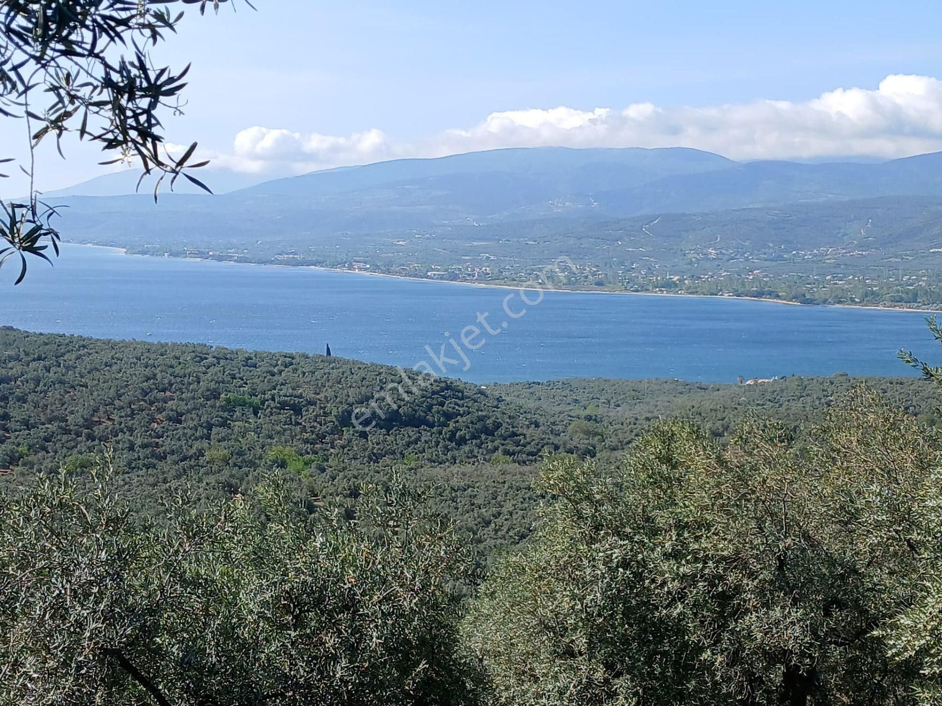 Edincik Mah 1.466m2 Tek Tapu Deniz Manzaralı Satılık Tarla