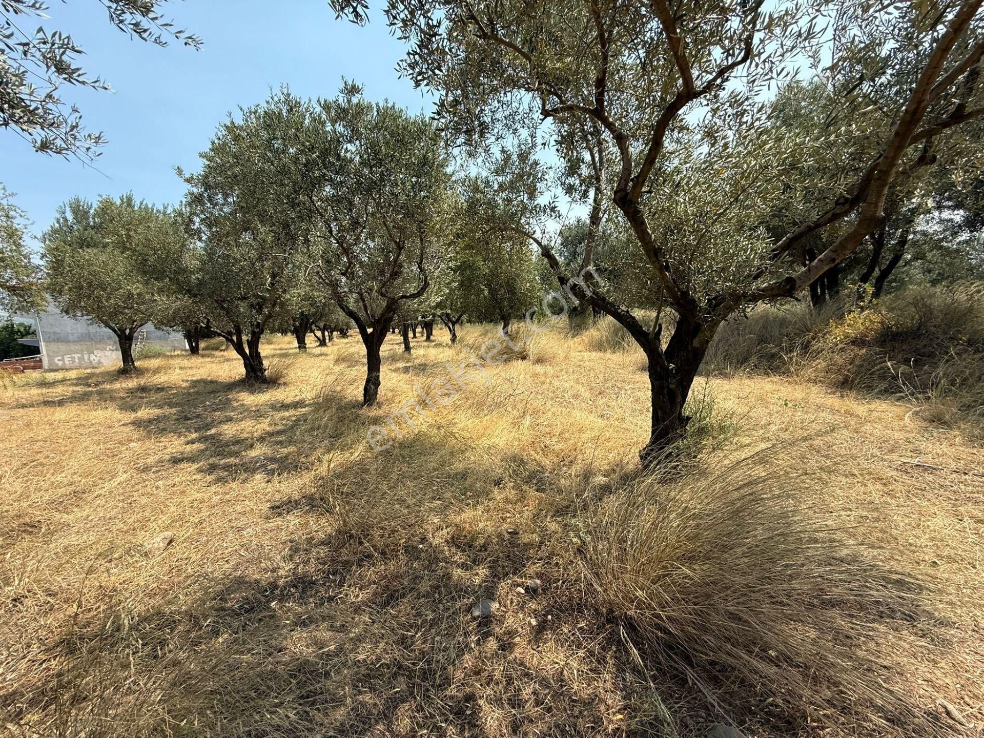 Manisa Alaşehir Alper Gayrimenkulden İmara Çok Yakın Müstakil 2.761m2 Zeytinlik - Görsel 4