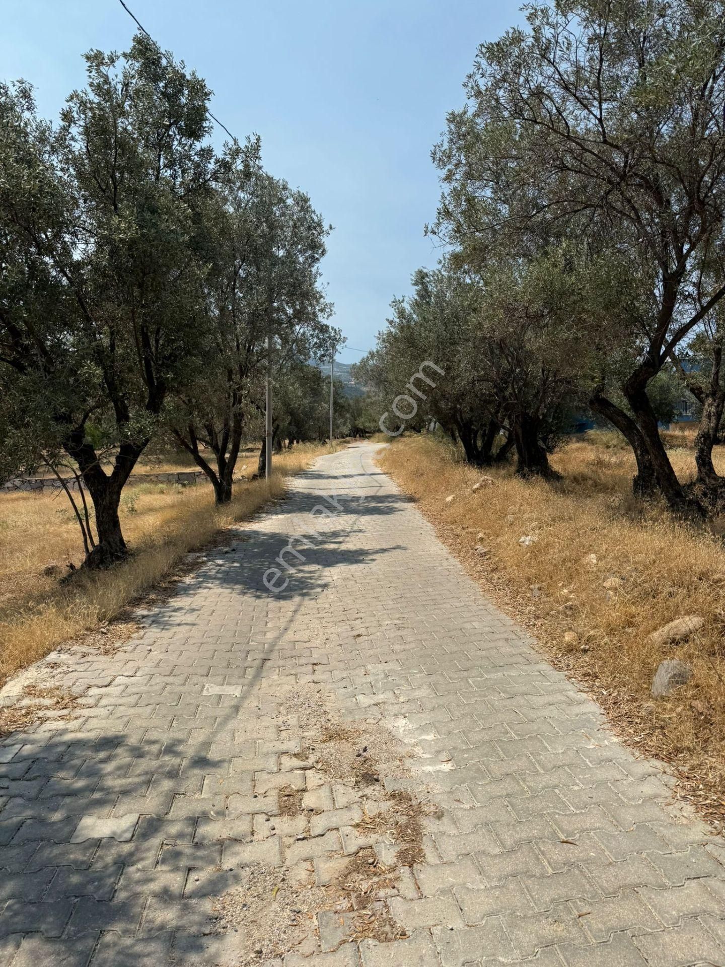 Manisa Alaşehir Alper Gayrimenkulden İmara Çok Yakın Müstakil 2.761m2 Zeytinlik - Görsel 17