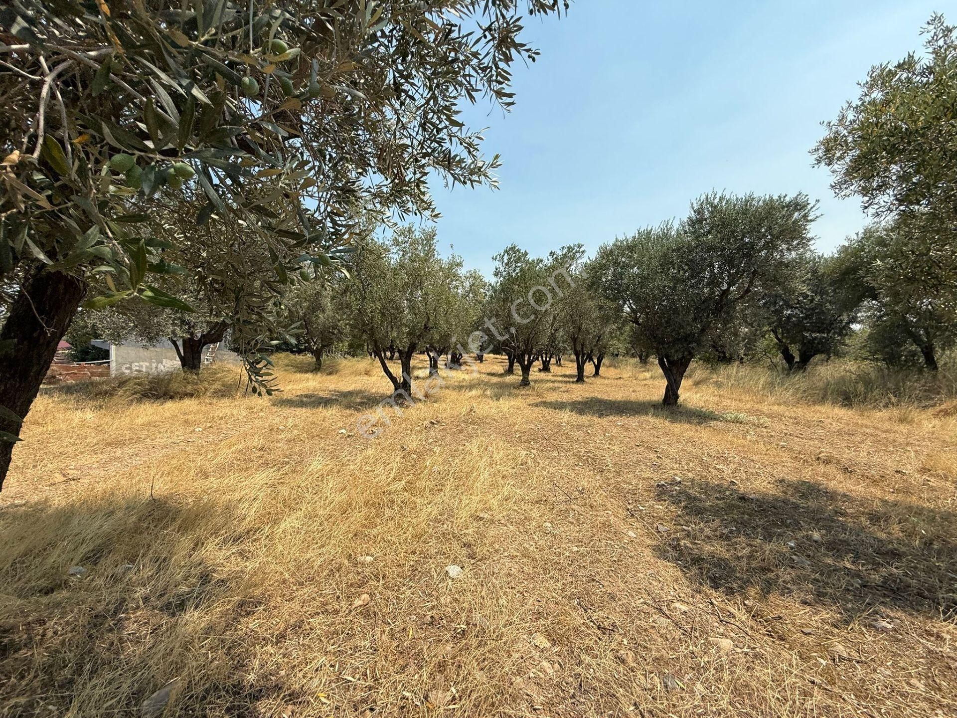 Manisa Alaşehir Alper Gayrimenkulden İmara Çok Yakın Müstakil 2.761m2 Zeytinlik - Görsel 20