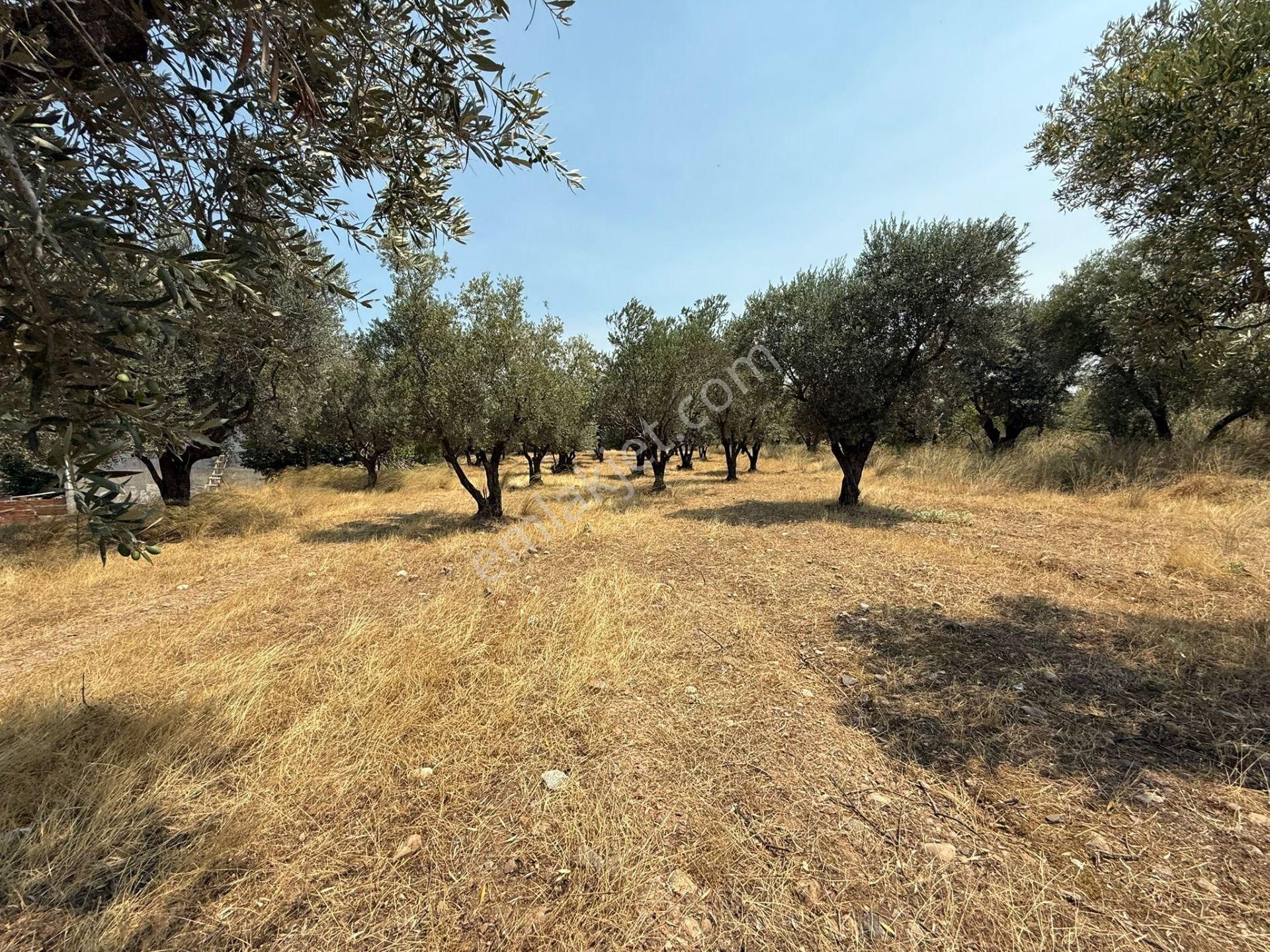 Manisa Alaşehir Alper Gayrimenkulden İmara Çok Yakın Müstakil 2.761m2 Zeytinlik - Görsel 22