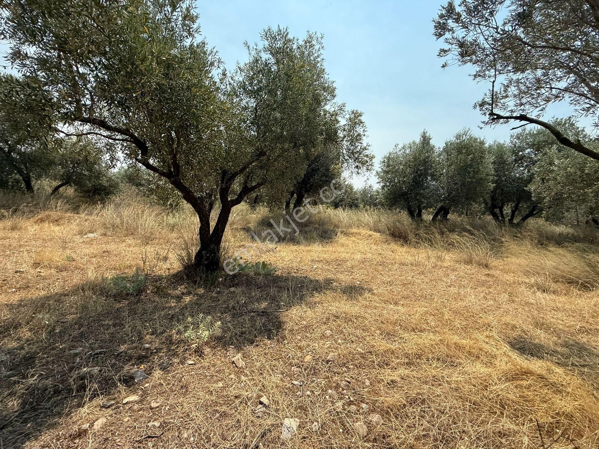 Manisa Alaşehir Alper Gayrimenkulden İmara Çok Yakın Müstakil 2.761m2 Zeytinlik - Görsel 10