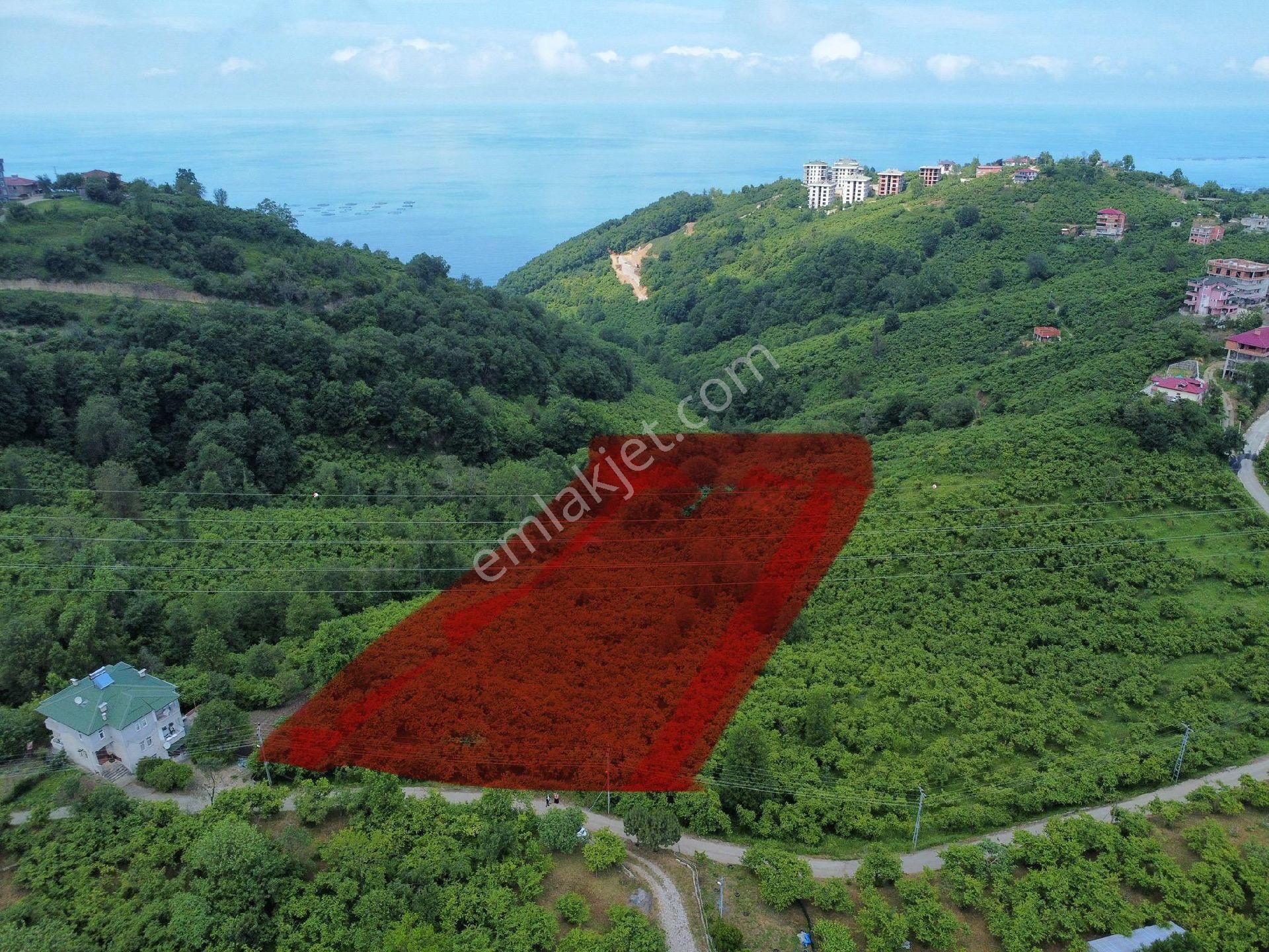 Trabzon Yomrada Yatırımlık Arazi