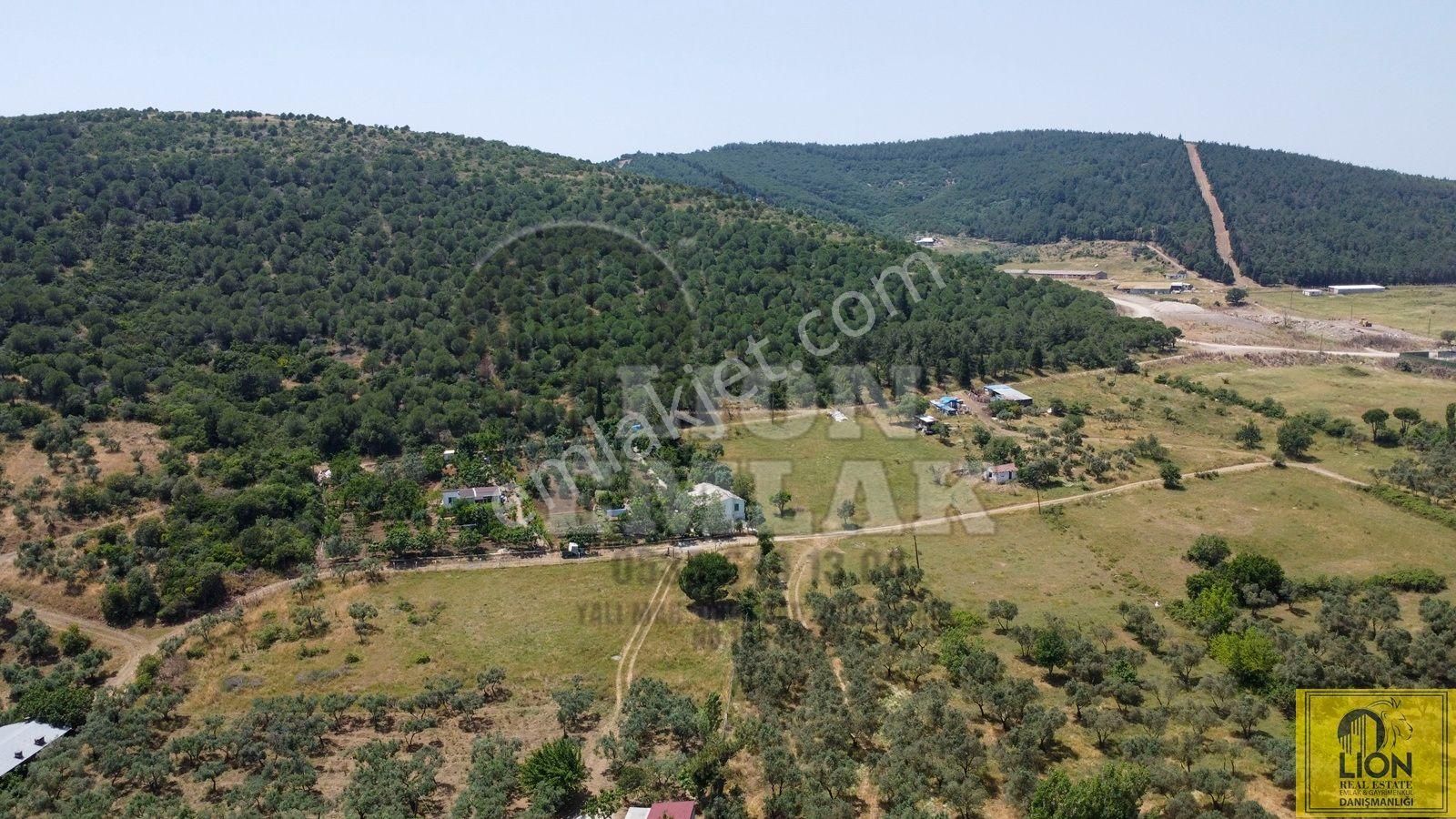 🟨⬛lıon Emlak'tan Erdek Ocaklar Mahallesi Ana Caddeye Yakın Satılık 3075m² Zeytinlik⬛🟨 - Görsel 20