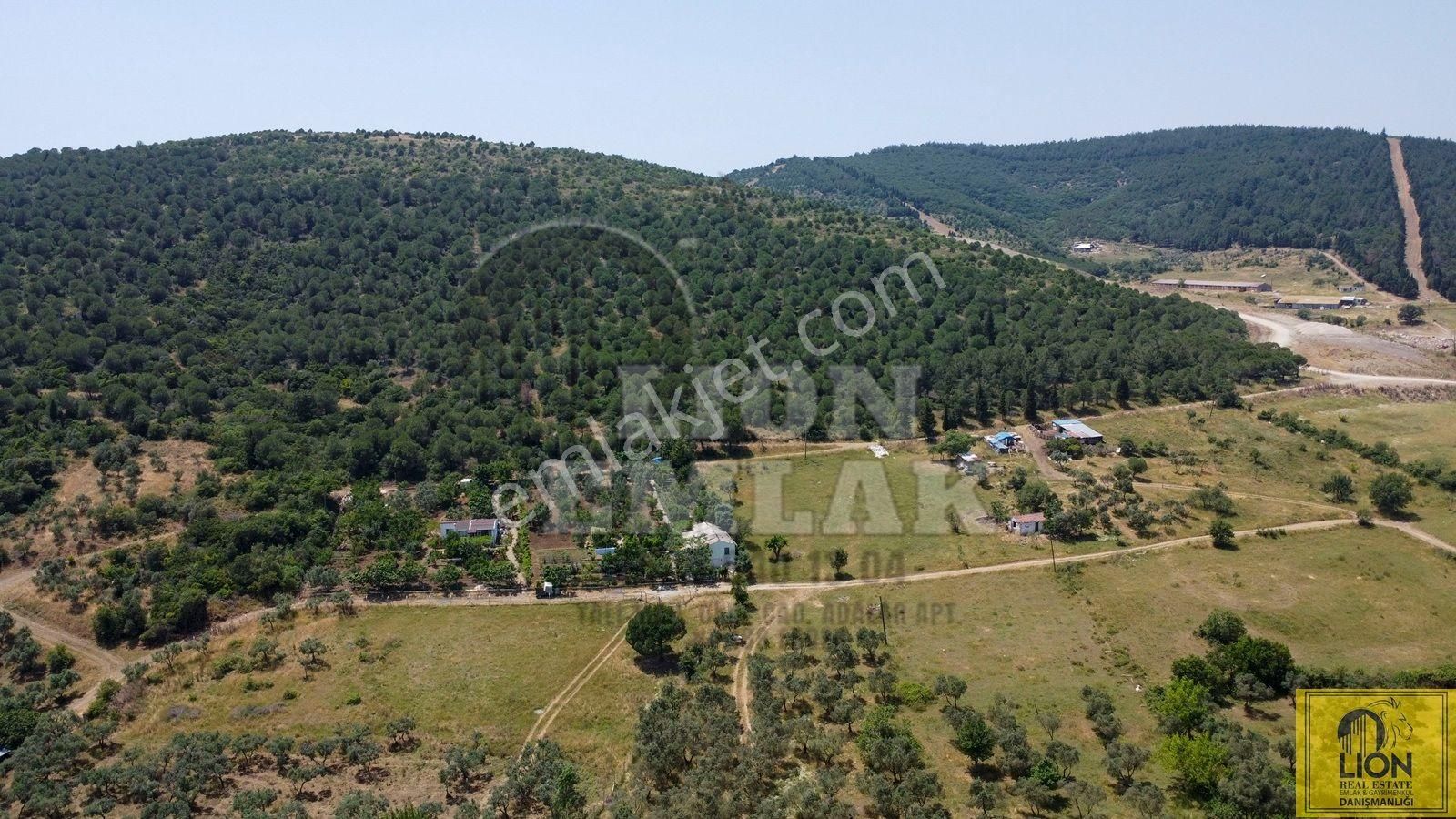 🟨⬛lıon Emlak'tan Erdek Ocaklar Mahallesi Ana Caddeye Yakın Satılık 3075m² Zeytinlik⬛🟨 - Görsel 2