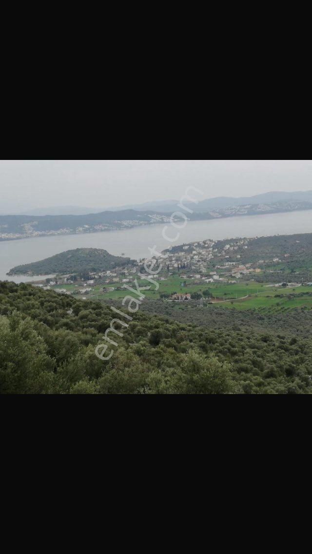 Satılık Zeytinlik