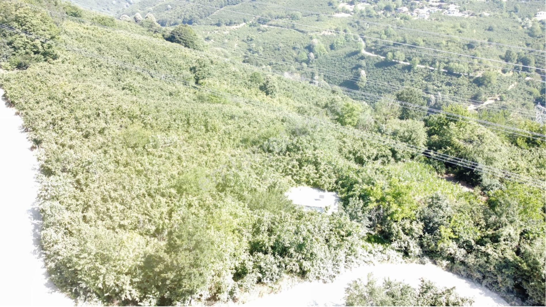 Manzaralı Fındık Bahçesi